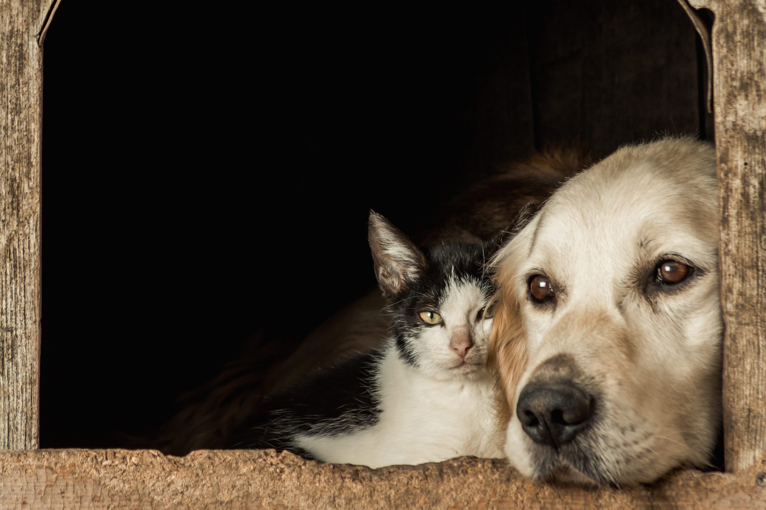 Gato e cachorro deitam lado a lado em casinha - espiritualidade dos animais